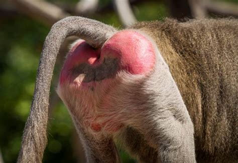 fesses de babouin|Fesse — Wikipédia